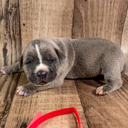 Red Collar - Gray and fawn male Cane Corso puppy in Catawba, North Carolina from Catawba Cane Corso
