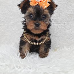 Tillie - Blue and gold female Yorkshire Terrier puppy in Monticello, Iowa from Ashley’s Puppies