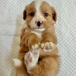 Red and White Bicolor Female - Red female Bernedoodle puppy in Brooksville, Florida from Kruger Doodles