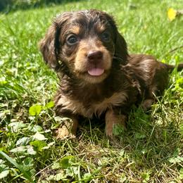 Glory - Chocolate and cream female Dachshund puppy in Three Rivers, Michigan from Michiana Dachshunds