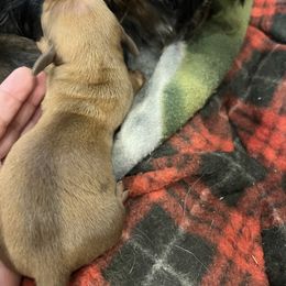 Prancer - Sable male Dachshund puppy in Garfiled, Arkansas from Iron Bear Livestock & Dachshunds