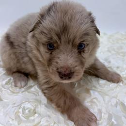 Paddington - Red Collar - Red merle male Australian Shepherd puppy in San Marcos, California from Faith Family Freedom Farm