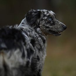 Pepper - Australian Shepherd