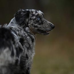 Pepper - Australian Shepherd