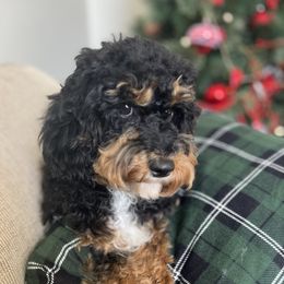 Girl Molly - Black and tan female Cavapoo puppy in West Point, Utah from The Cavapoo Family