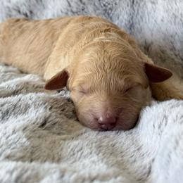 Brown - Apricot male Goldendoodle puppy in Mc Cutchenville, Ohio from Dawn's Doodles