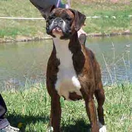 Boxers from DeeMar Boxers