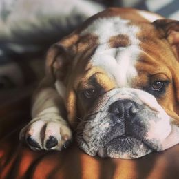Bulldog Puppies from Farm Strong Bulldogs