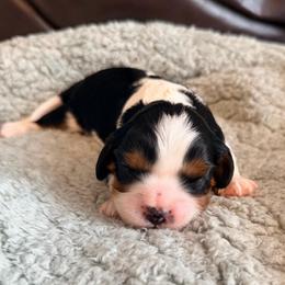 Sweet Basil - Tri-color female Cavalier King Charles Spaniel puppy in De Soto, Missouri from Blooming Cavaliers