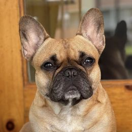 Juji - French Bulldog