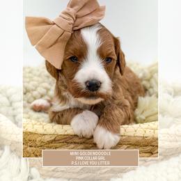 Pink collar - Red  female Goldendoodle puppy in Newcastle, Oklahoma from Ritzy Creek Doodles