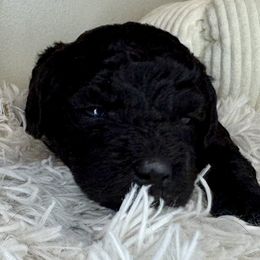 Girl 5 - Black and white female Bernedoodle puppy in Russiaville, Indiana from Pleasant Creek Minibernedoodles
