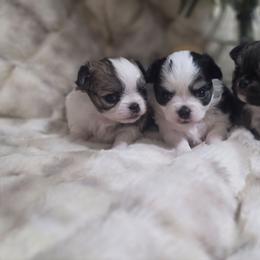Winston - Black and white male Chihuahua puppy in Brooksville, Florida from Daystars Chihuahuas