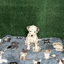 Droggo - White and black male Dalmatian puppy in Fort Worth, Texas from Xzayvius Stitt