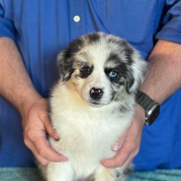 Blunder - Blue merle female Australian Shepherd puppy in Rapid River, Michigan from Echolight Australian Shepherds