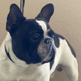 French Bulldogs from Bullies Heaven’s French bulldogs and Bull terriers