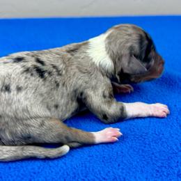 BMF1 - Blue merle female Aussiedoodle puppy in Prague, Oklahoma from Classic K9’s  Aussies & Doodles
