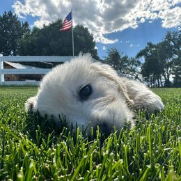 Golden Retriever Puppies from Davidson's Goldens