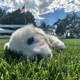 Golden Retriever Puppies from Davidson's Goldens