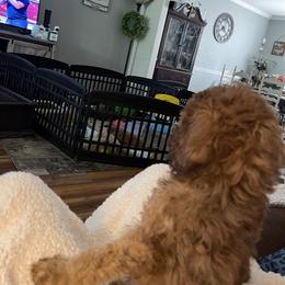 Golden Aussiedoodle and Goldendoodle Puppies from Law Doodles of SC