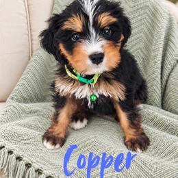 Copper - Tri-color male Bernedoodle puppy in Saratoga Springs, Utah from O’Hearon’s Amazing Puppies