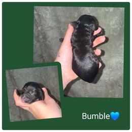 Bumble - Black and white male Springerdoodle puppy in Freeland, Michigan from McNally's Springer Spaniels