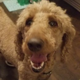 Bella - Poodle