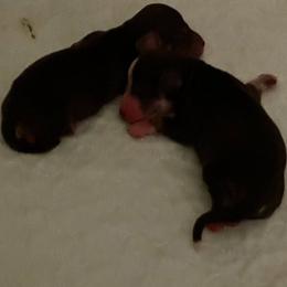 Girl 2 - Sable female Dachshund puppy in Wolf Lake, Indiana from Canisteo Dachshunds
