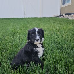 Mr. Tomato - Black and white male Portuguese Water Dog puppy in Saratoga Springs, Utah from Utah Lake Porties