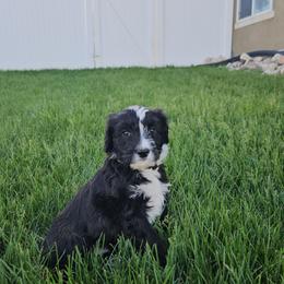 Mr. Tomato - Black and white male Portuguese Water Dog puppy in Saratoga Springs, Utah from Utah Lake Porties