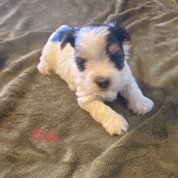 Biewer Terrier Puppies from Great Scotts Biewers
