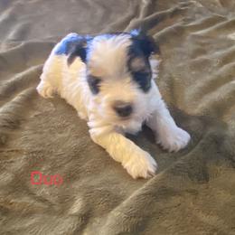 Biewer Terrier Puppies from Great Scotts Biewers