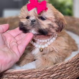 Haddy - Brindle female Shih Tzu puppy in Hartville, Missouri from Petty Paws