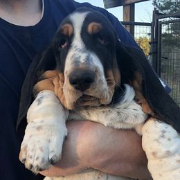 Tennessee - Basset Hound