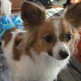 Papillons from Home Raised Papillon Puppies