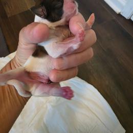Boy 2 - Brindle and white male Shih Tzu puppy in Rockmart, Georgia from Sonya Garrett