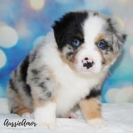 Miniature Australian Shepherd Puppies from Aussie Amor