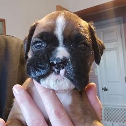 Scar (hare lip) - Fawn male Boxer puppy in East Moline, Illinois from WildRiver Boxers