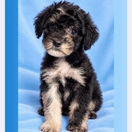 Sprout - Merle male Goldendoodle puppy in Sterling, Connecticut from Justine’s Retrievers and Doodles, LLC