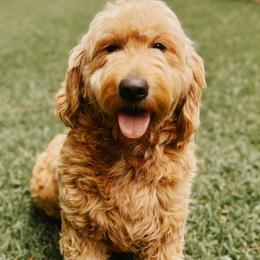 Mochie - Goldendoodle