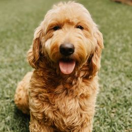 Mochie - Goldendoodle