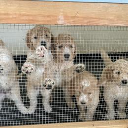 Goldendoodle Puppies from ZaraDoodles