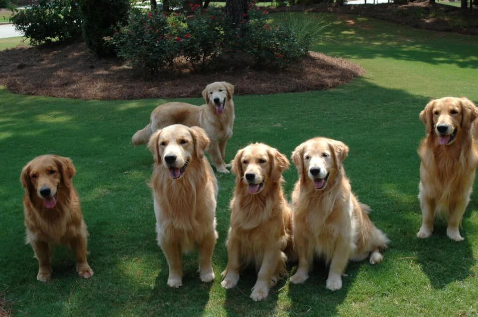 Pendery Golden Retrievers in Georgia | Golden Retriever puppies | Good Dog