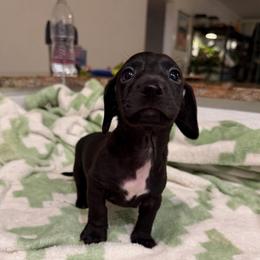 Lincoln - Black male Dachshund puppy in Los Angeles, California from Dachshunds of the Desert