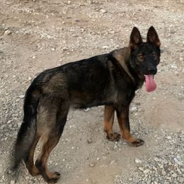 Laska - German Shepherd