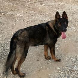 Laska - German Shepherd