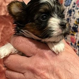 Biewer Terrier Puppies from Little Gems Biewer Terriers
