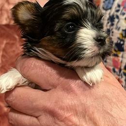 Biewer Terrier Puppies from Little Gems Biewer Terriers