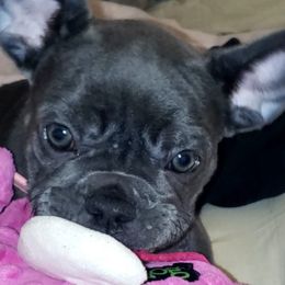 French Bulldogs from Gregorio French Bulldogs