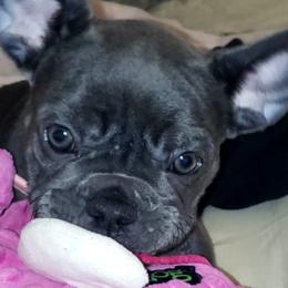 French Bulldogs from Gregorio French Bulldogs